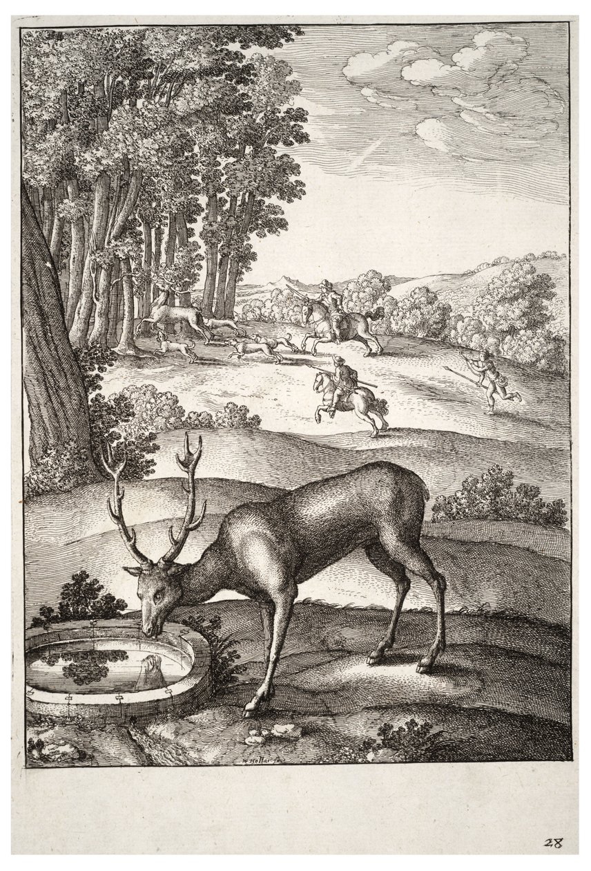 Jelen. Stav 2 od Wenceslaus Hollar