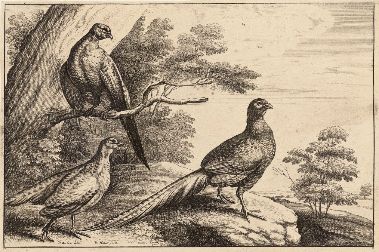 Tři bažanti od Wenceslaus Hollar