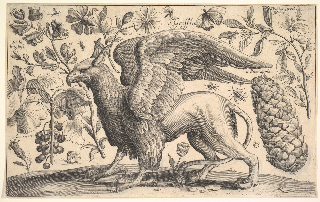 A Griffin, 1625-77. od Wenceslaus Hollar