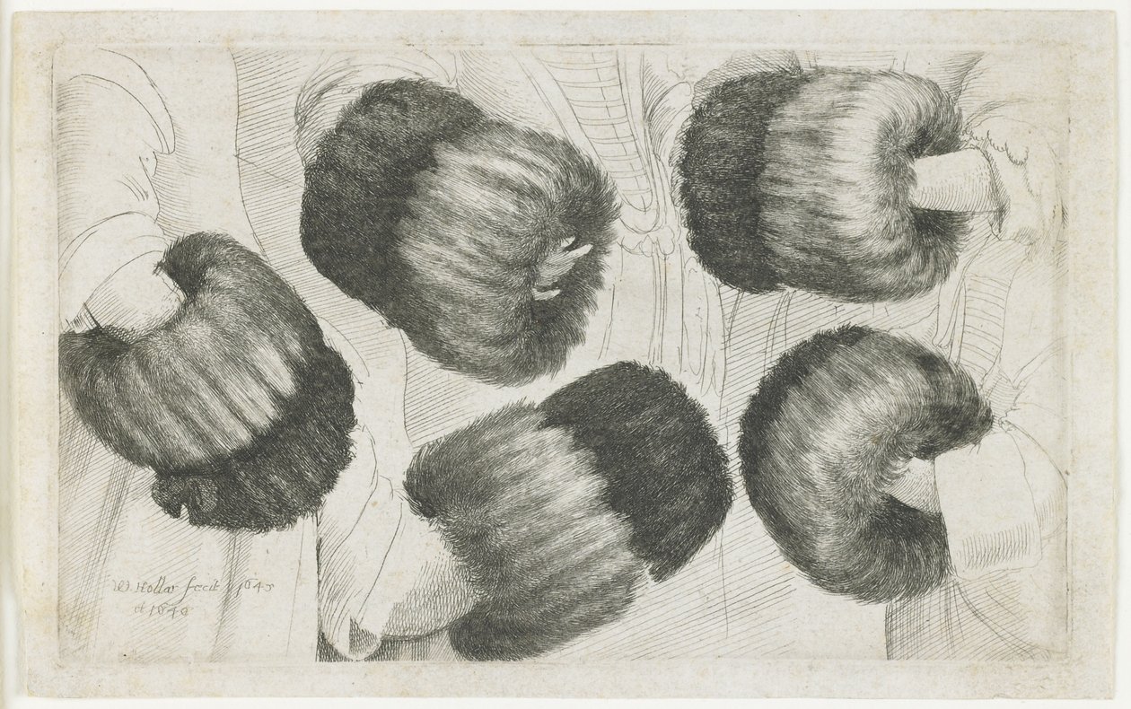 Muff v pěti pohledech, 1645-1646 od Wenceslaus Hollar