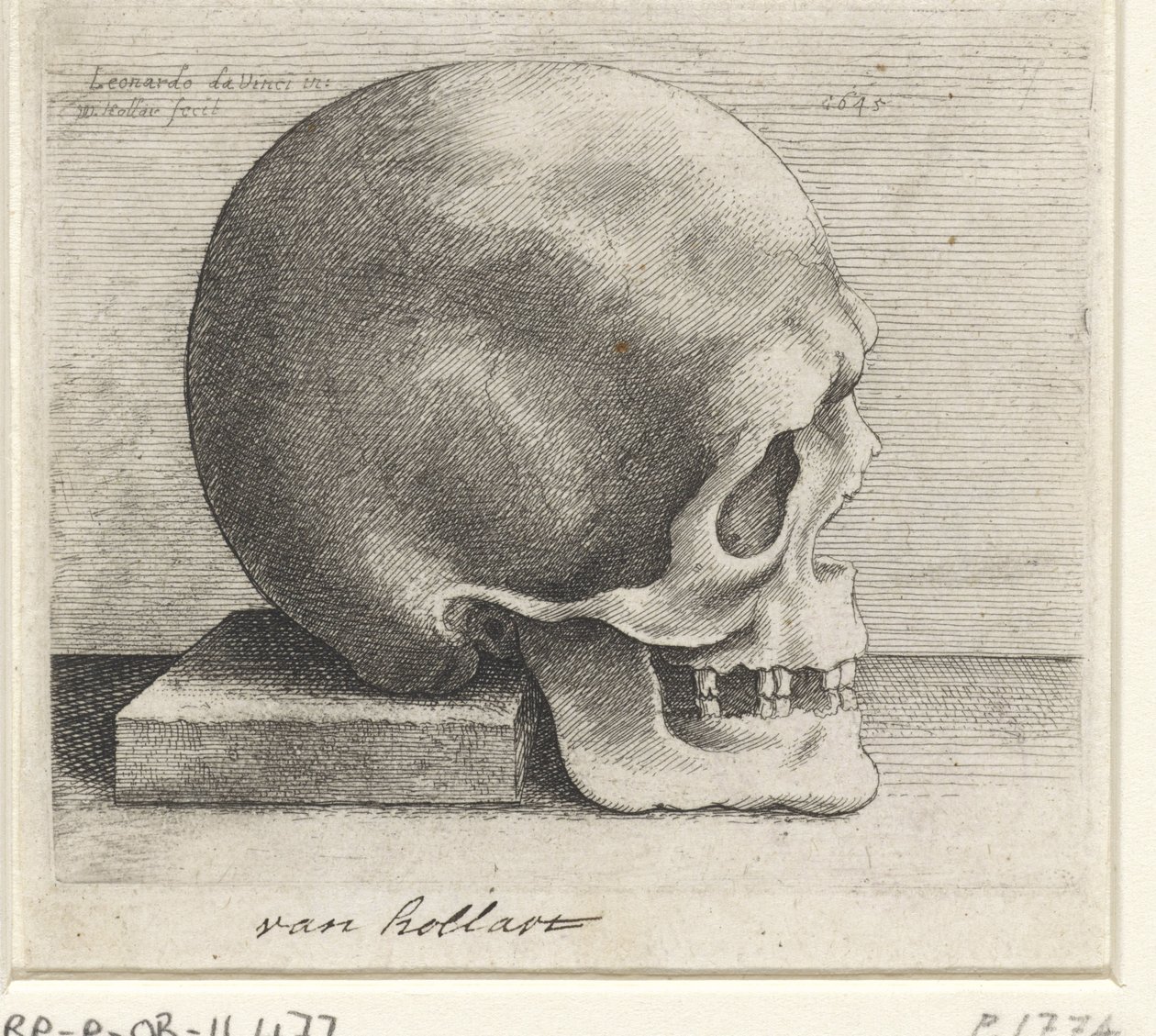Anatomická studie lebky od Wenceslaus Hollar