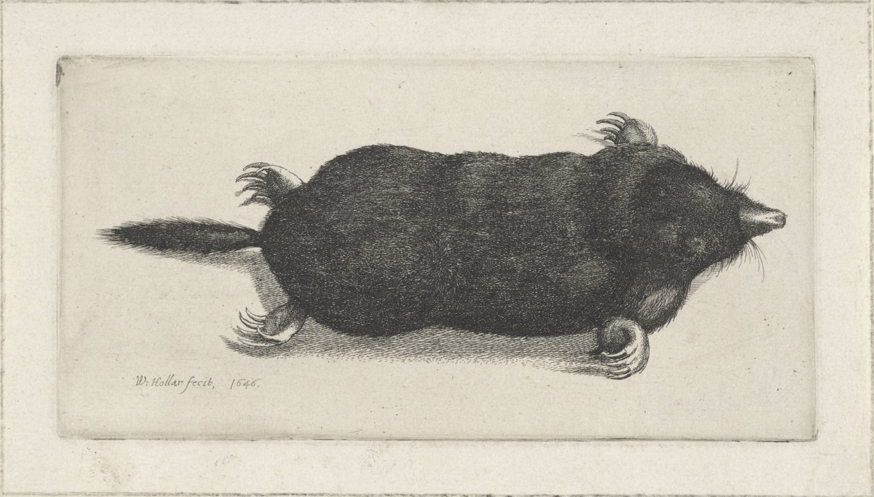 mrtvý krtek od Wenceslaus Hollar
