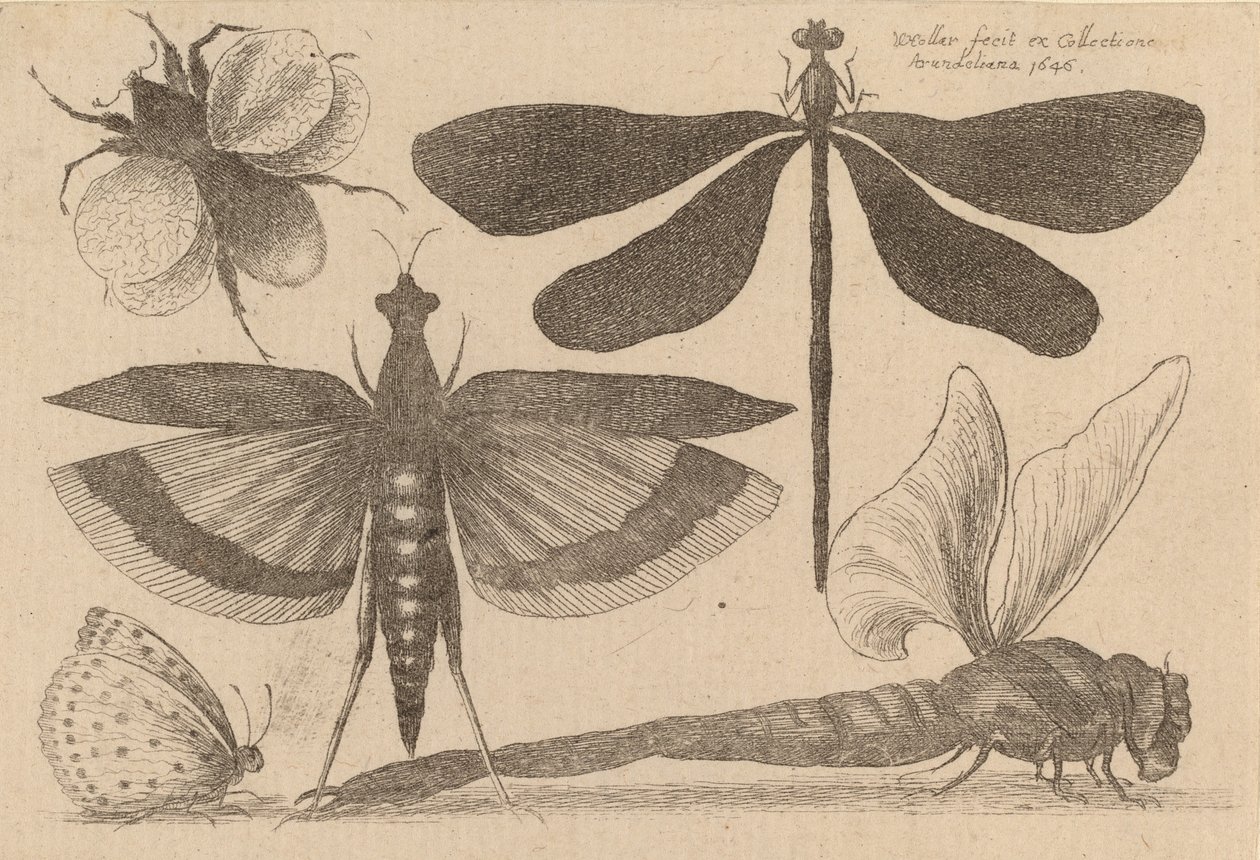 Vážky a Bumble Bee, 1646. od Wenceslaus Hollar