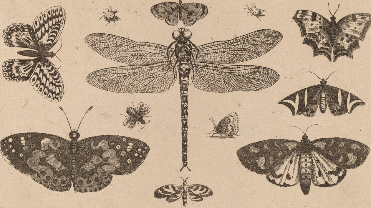 Vážka, berušky a motýli. od Wenceslaus Hollar
