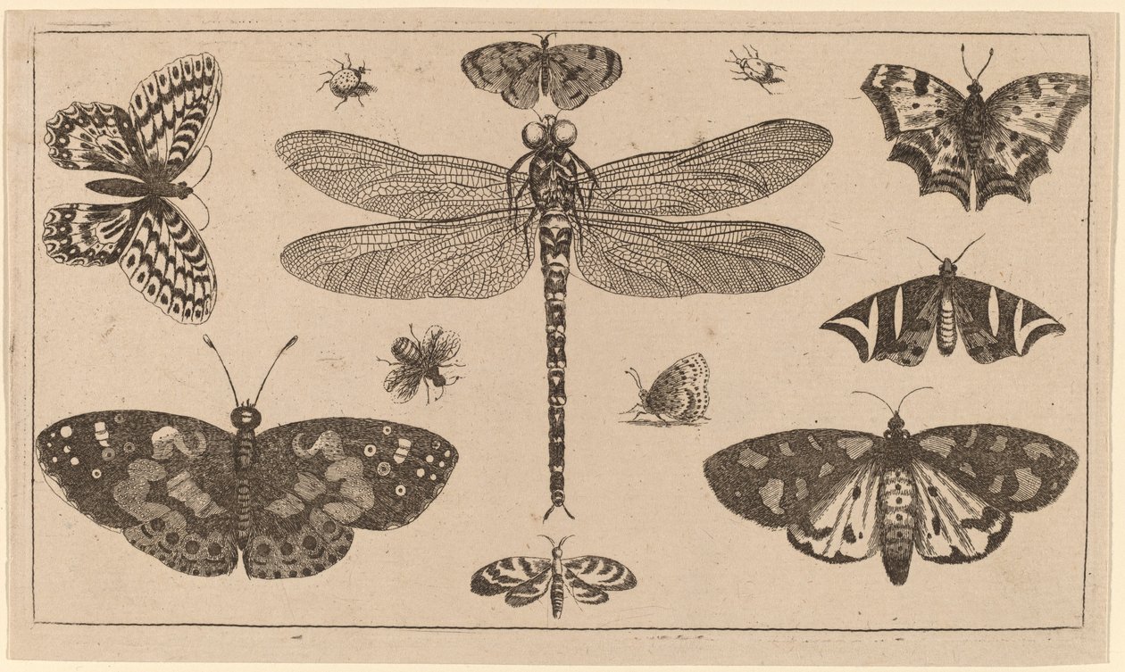 Vážka, berušky a motýli od Wenceslaus Hollar
