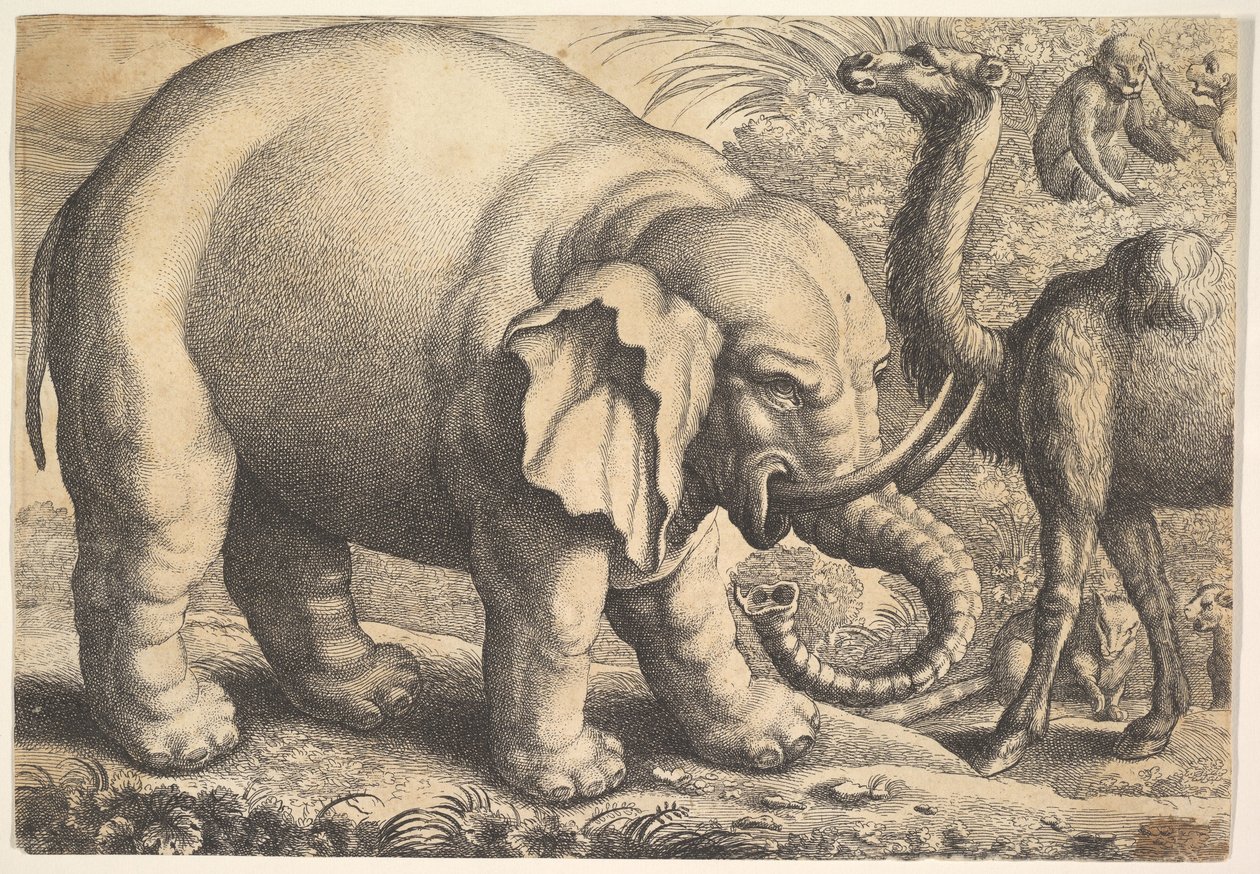 Slon a velbloud, 17. století. od Wenceslaus Hollar