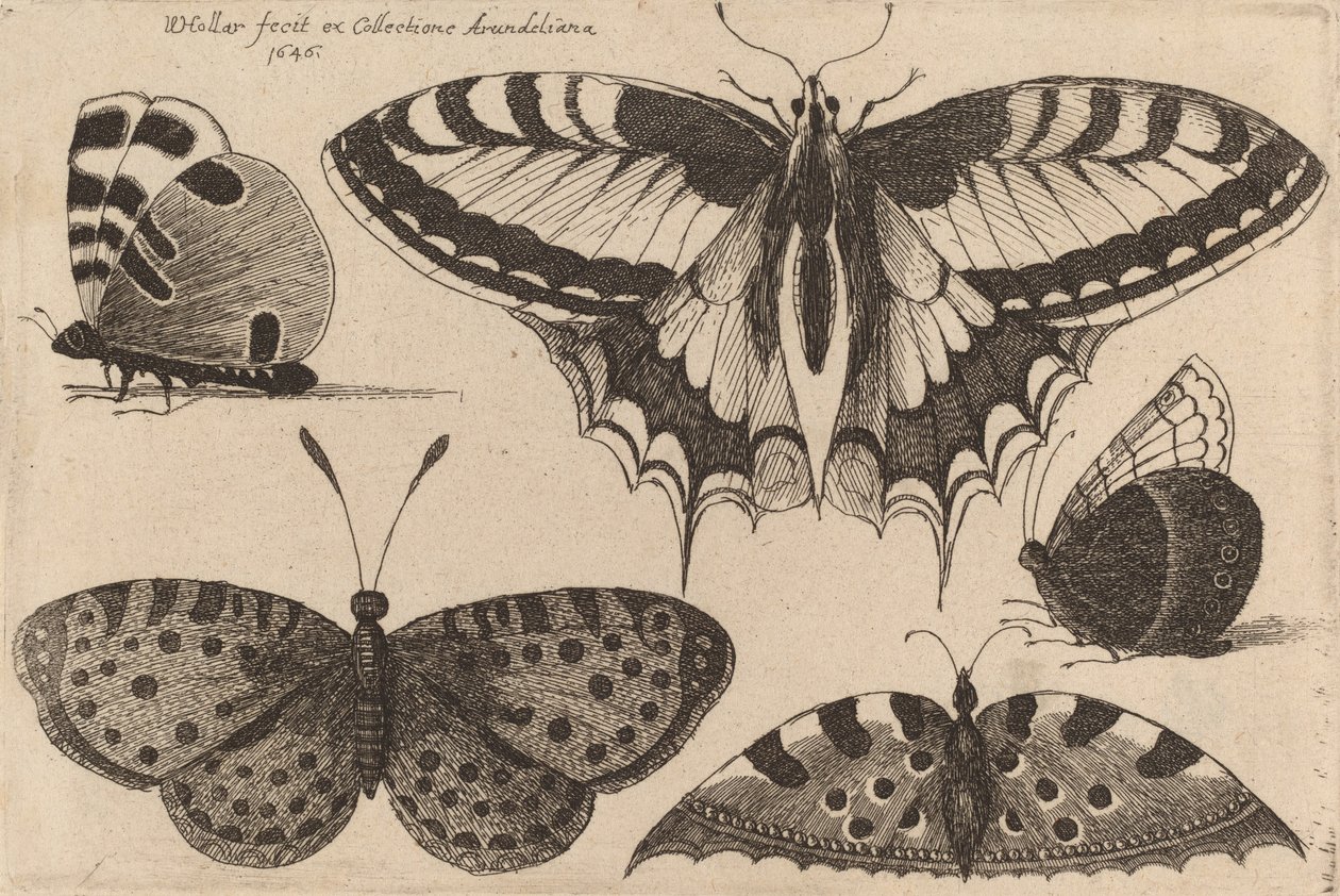 Pět motýlů, 1646. od Wenceslaus Hollar