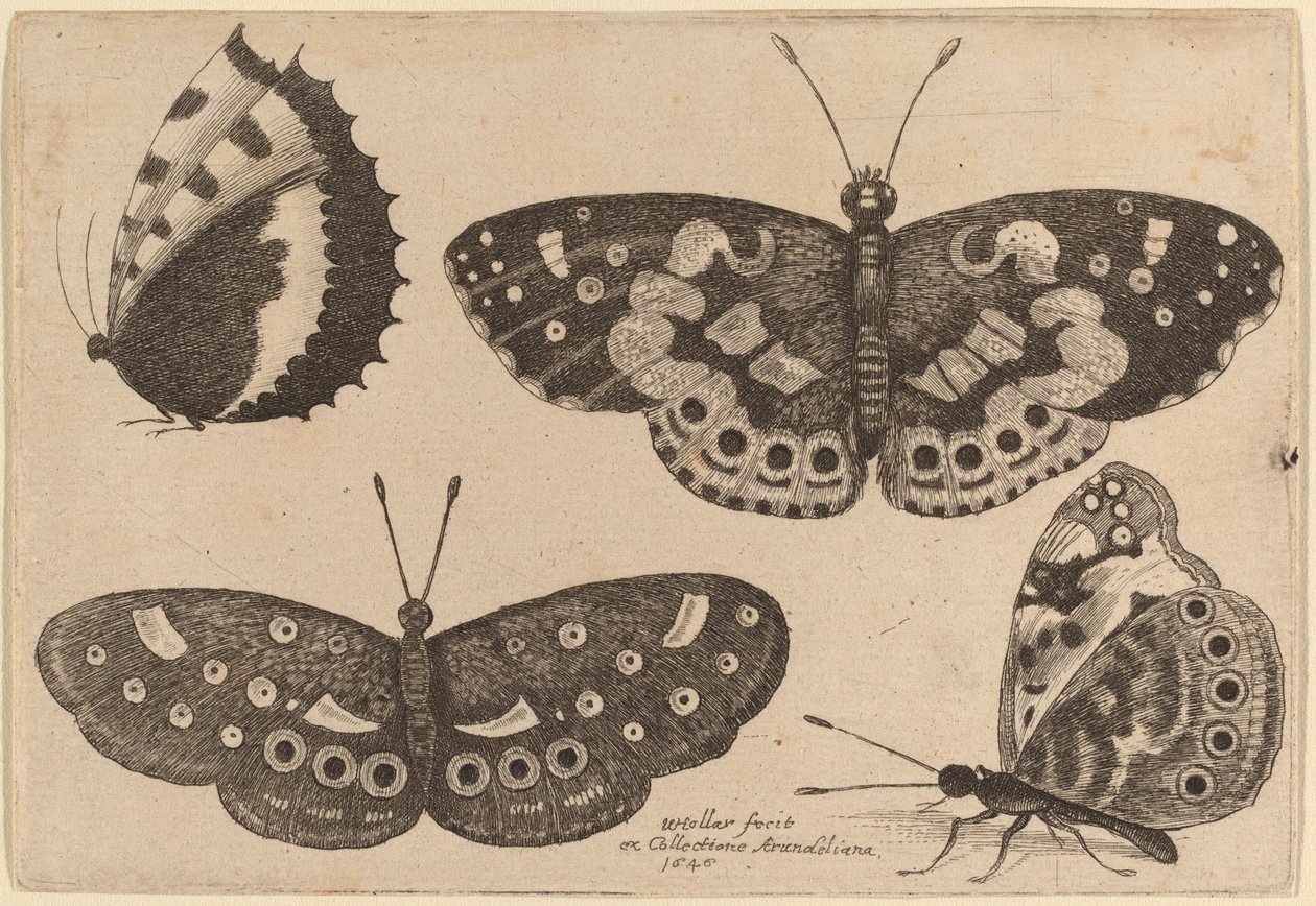 Čtyři motýli od Wenceslaus Hollar