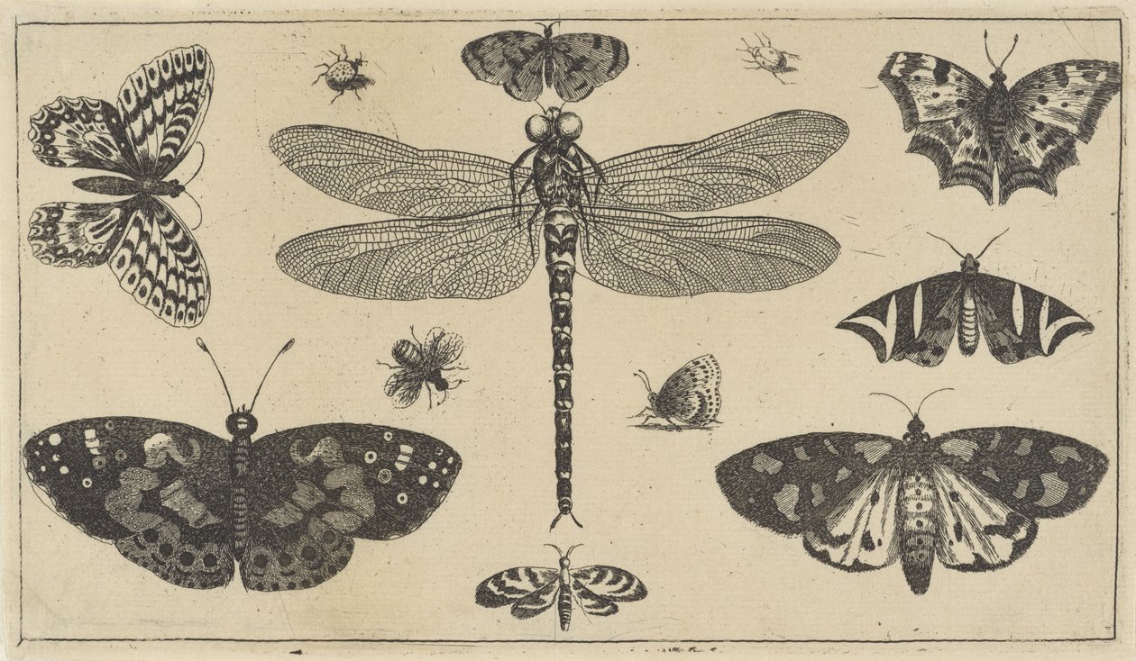 Vážka, berušky a motýli Různý hmyz (název série) Diversae Insectorum (název série) od Wenceslaus Hollar