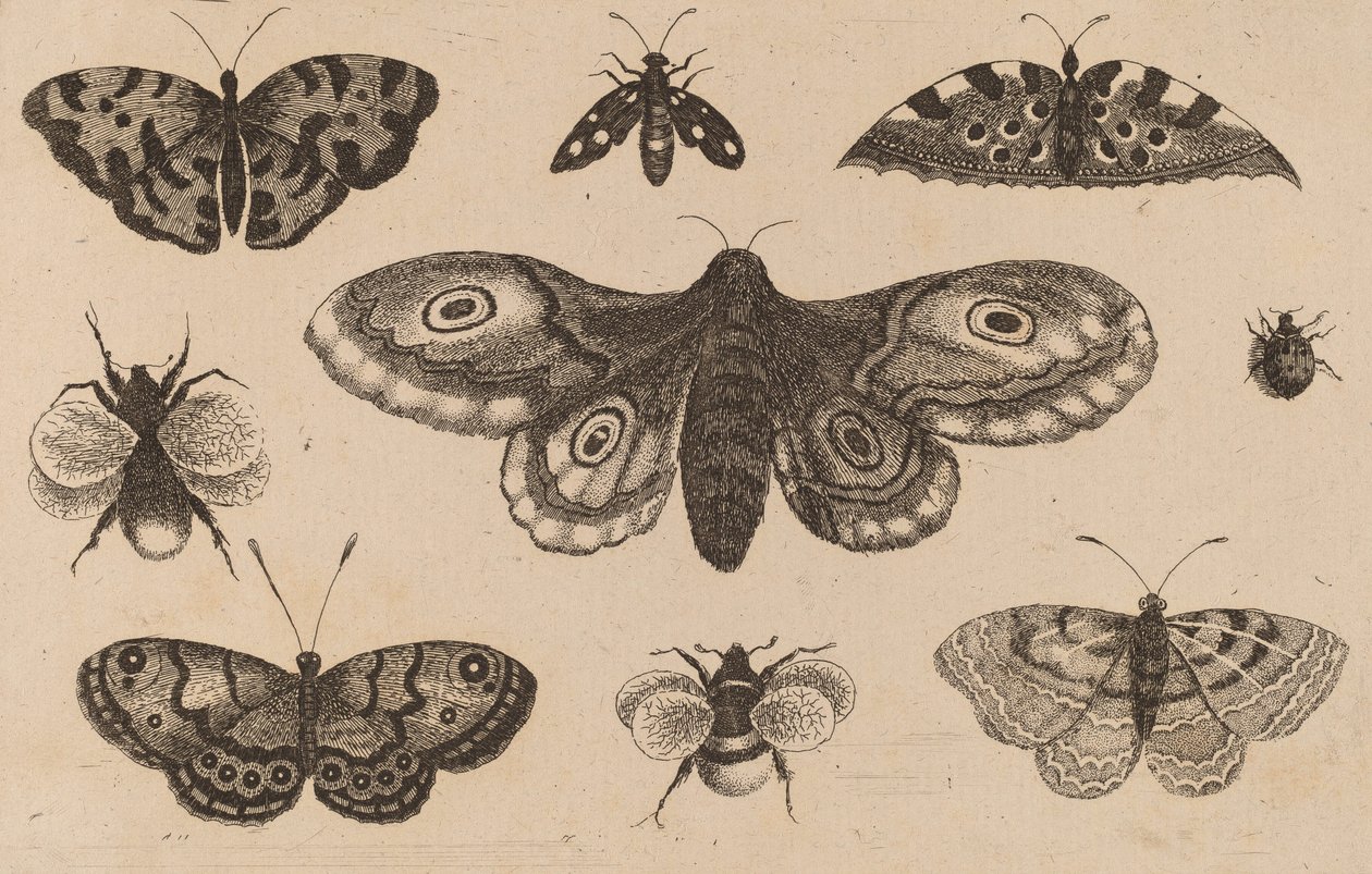 Můry, motýli a včely. od Wenceslaus Hollar