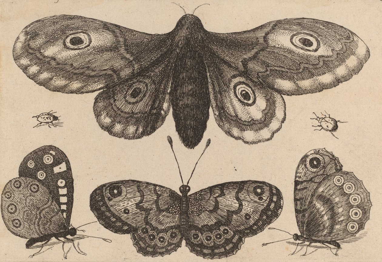 Můra, tři motýli a dva brouci, 1646. od Wenceslaus Hollar