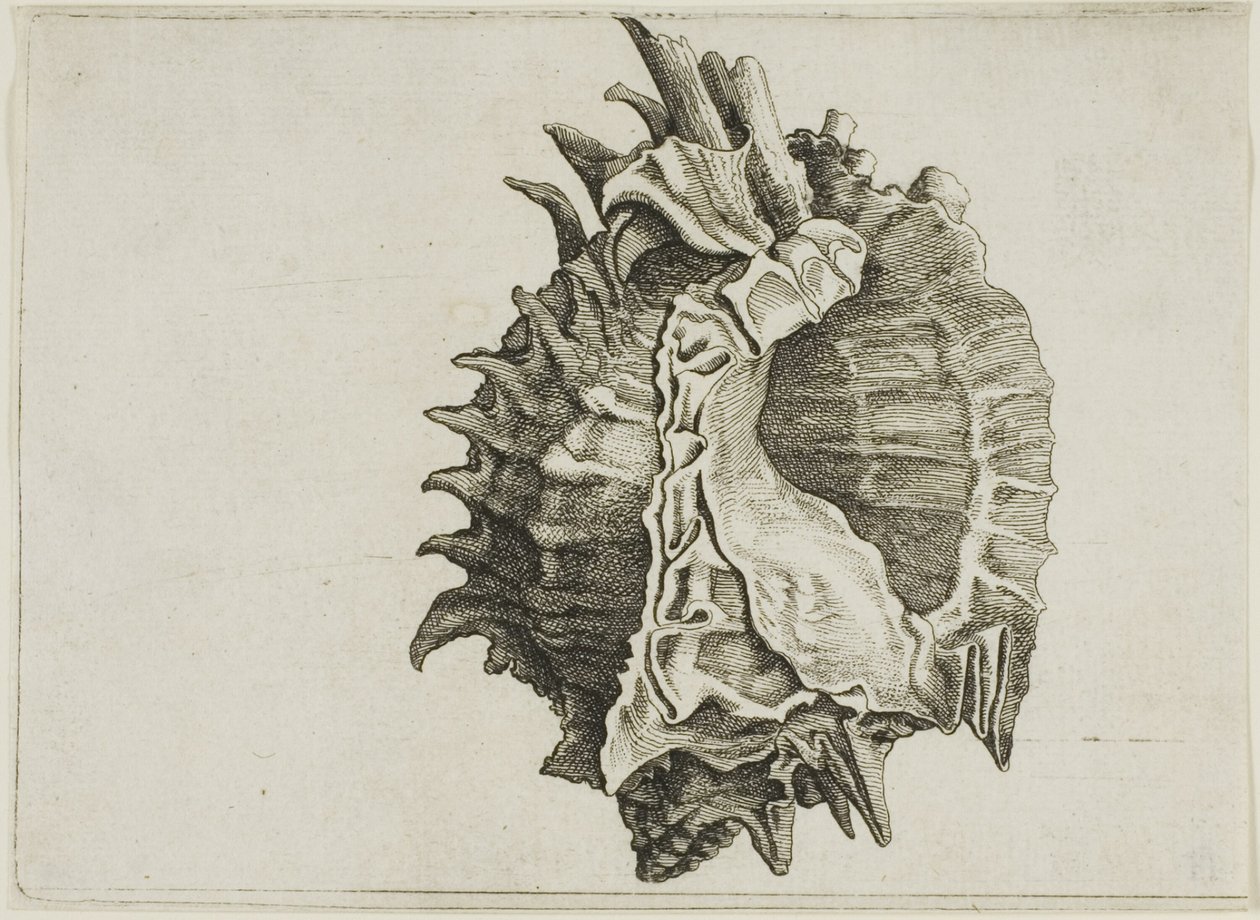 Pink-Mouth Murex (phyllonotus erythrostomus) od Wenceslaus Hollar