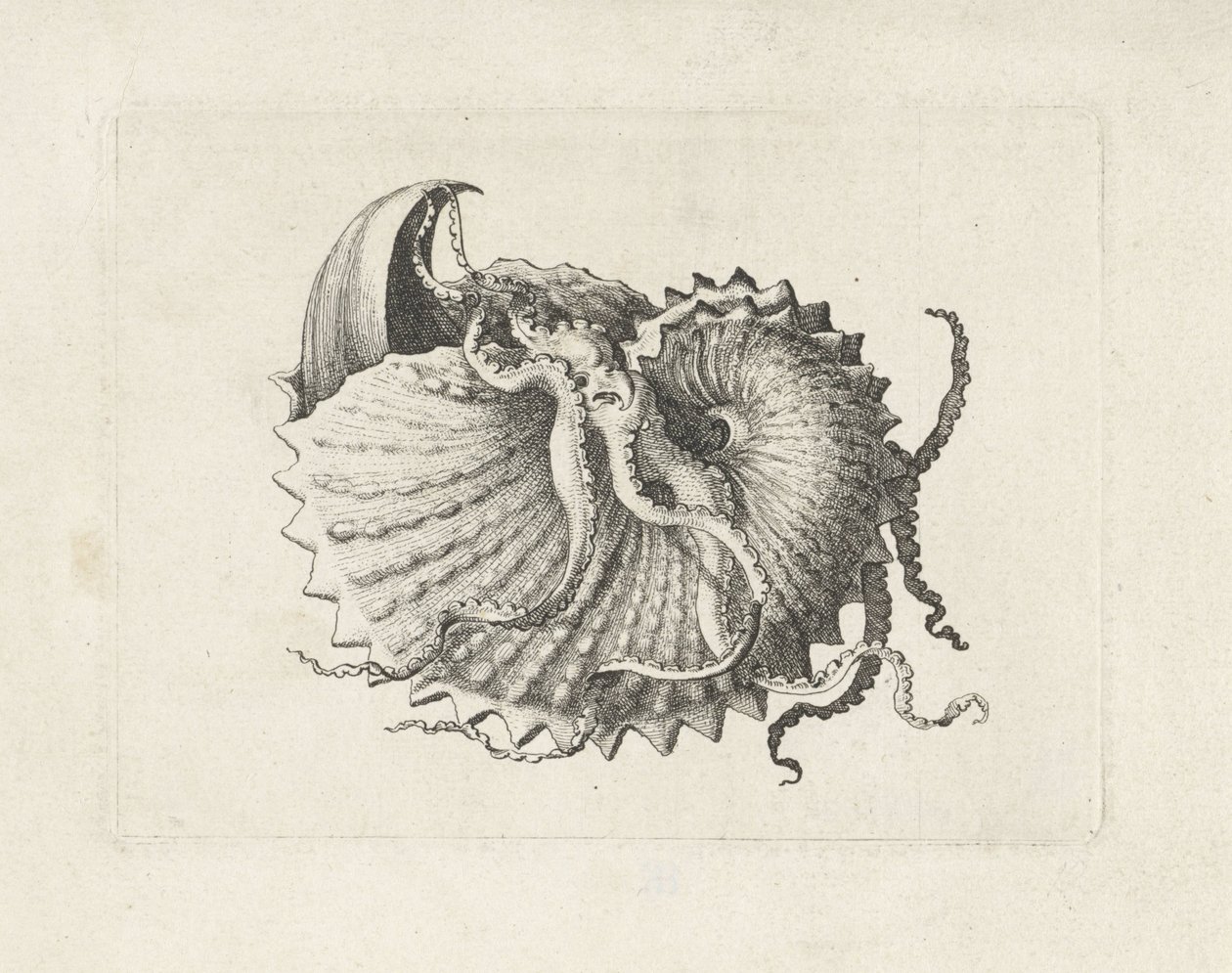 Shell, argonauta nodosa Mušle (název série) od Wenceslaus Hollar