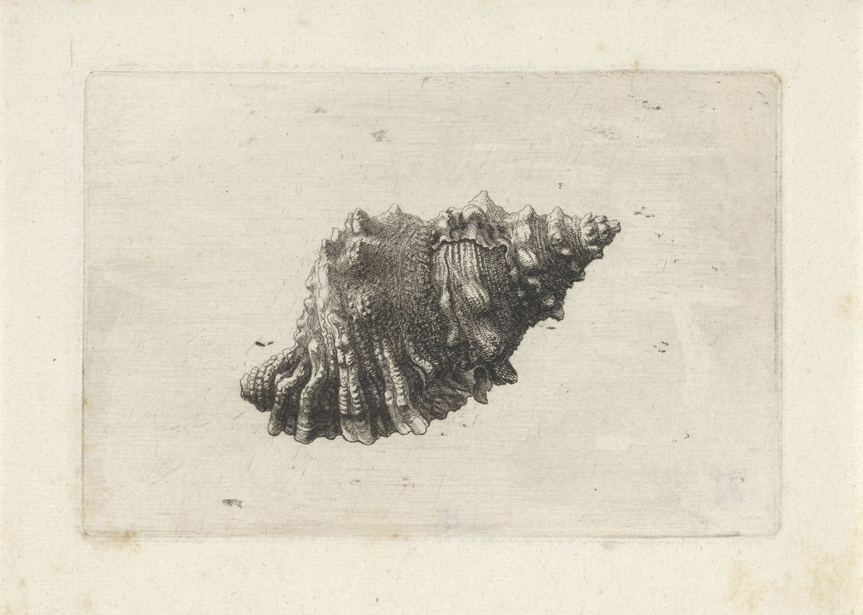 Shell, bursa rubeta Mušle (název série) od Wenceslaus Hollar