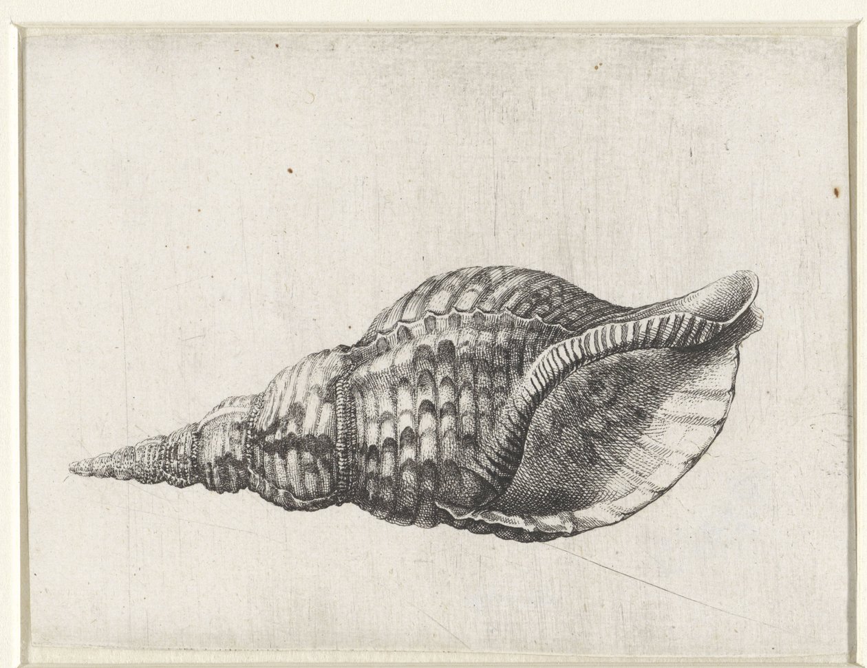 Shell, charonia tritonis Mušle (název série) od Wenceslaus Hollar
