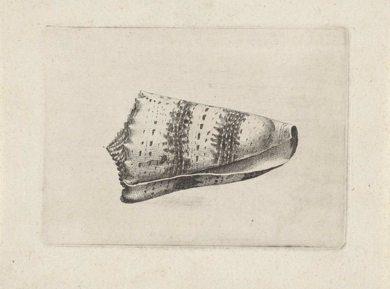 Shell, cone imperialis Mušle (název série) od Wenceslaus Hollar
