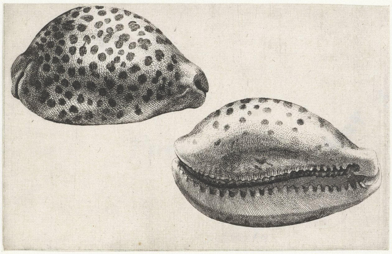 Shell, cypraea tigris Mušle (název série) od Wenceslaus Hollar
