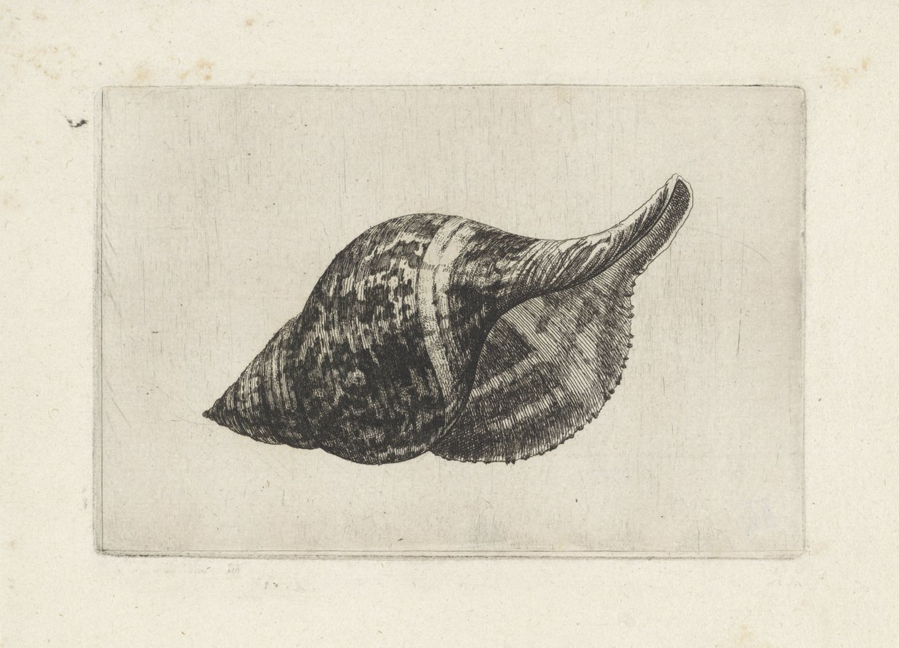 Shell, fasciolaria tulipa Shells (název série) od Wenceslaus Hollar