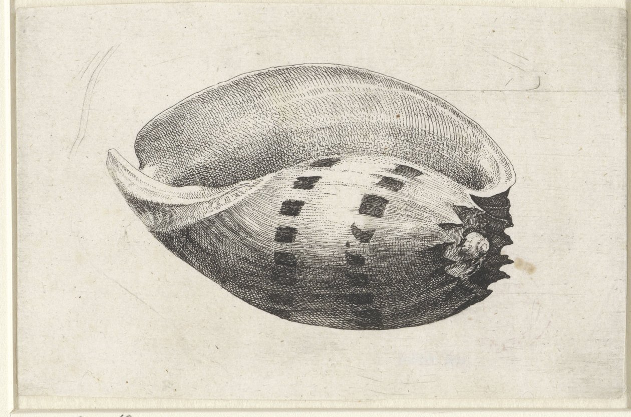 Shell, melo amfora Mušle (název série) od Wenceslaus Hollar