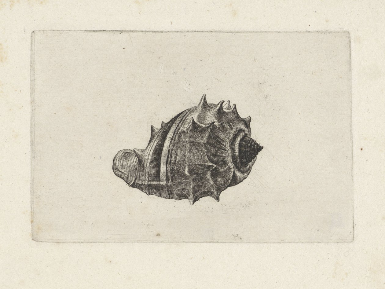 Shell, melongena melongena Shells (název série) od Wenceslaus Hollar