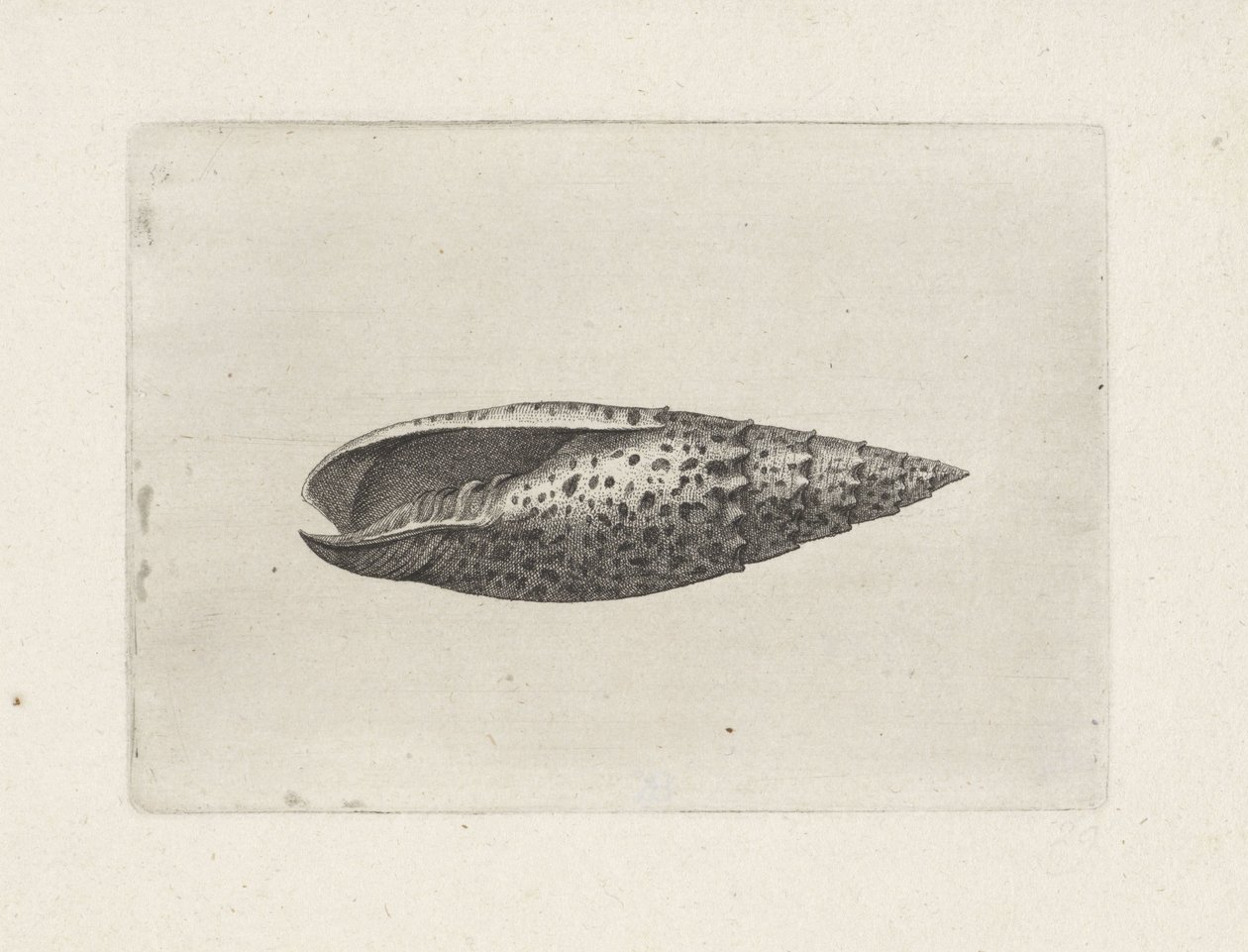 Shell, mitra papalis Mušle (název série) od Wenceslaus Hollar