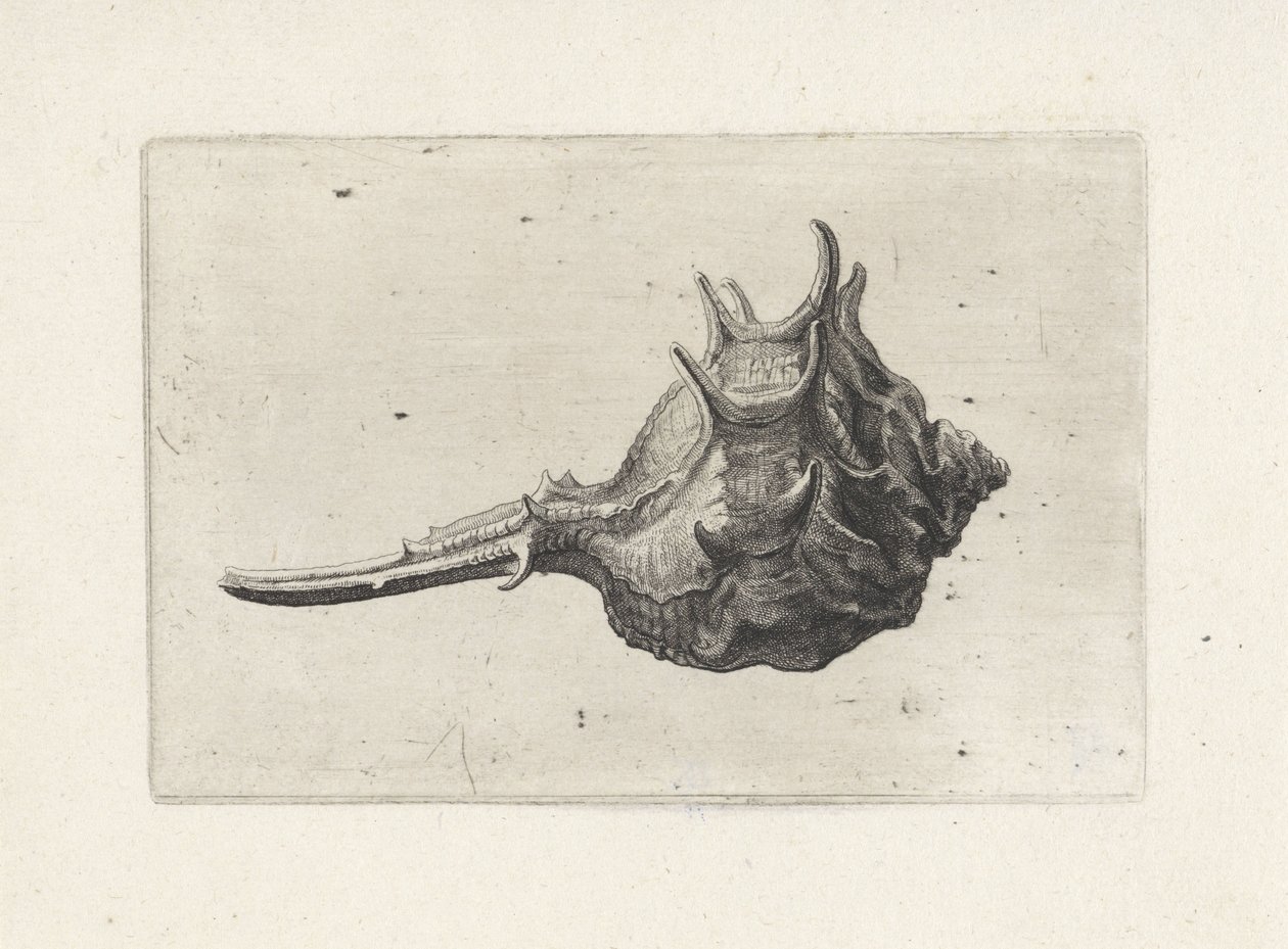 Skořápka, murex brevispina Shells (název série) od Wenceslaus Hollar