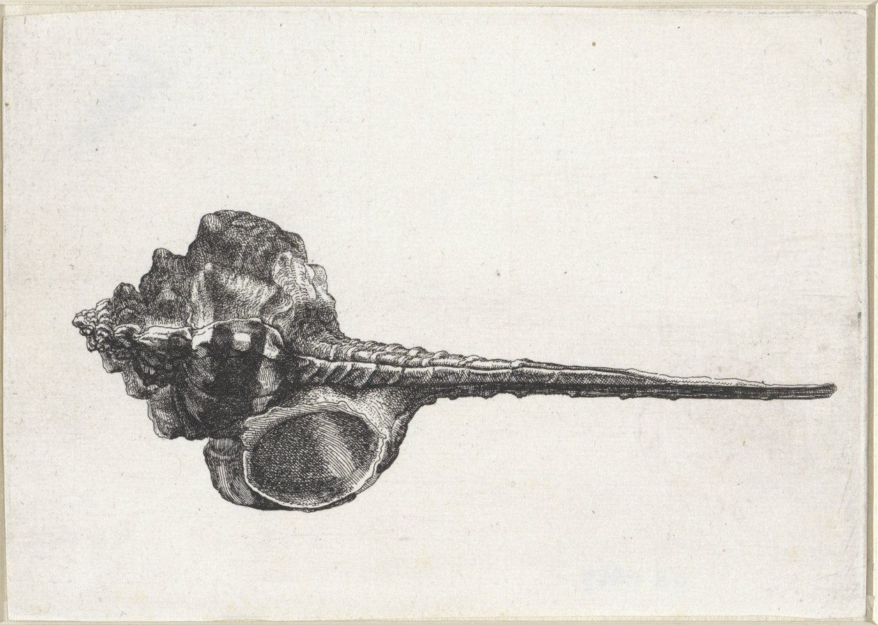 Shell, Murex haustellum Mušle (název série) od Wenceslaus Hollar