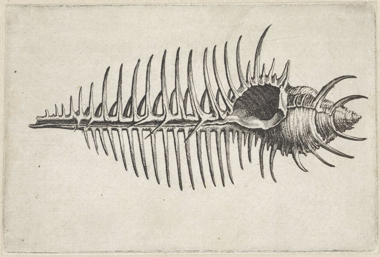 Skořápka, murex pecten Mušle (název série) od Wenceslaus Hollar