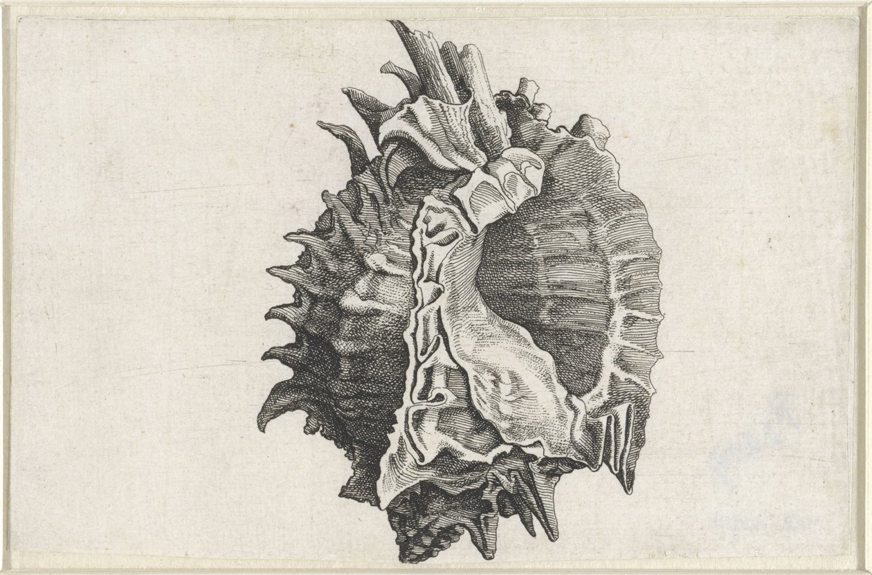 Shell, phyllonotus erythrostomus Mušle (název série) od Wenceslaus Hollar