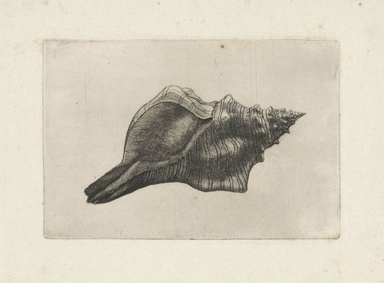 Shell, pleuroploca trapezium Mušle (název série) od Wenceslaus Hollar