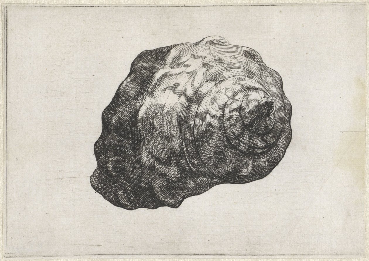Shell, turbo sarmaticus Shells (název série) od Wenceslaus Hollar