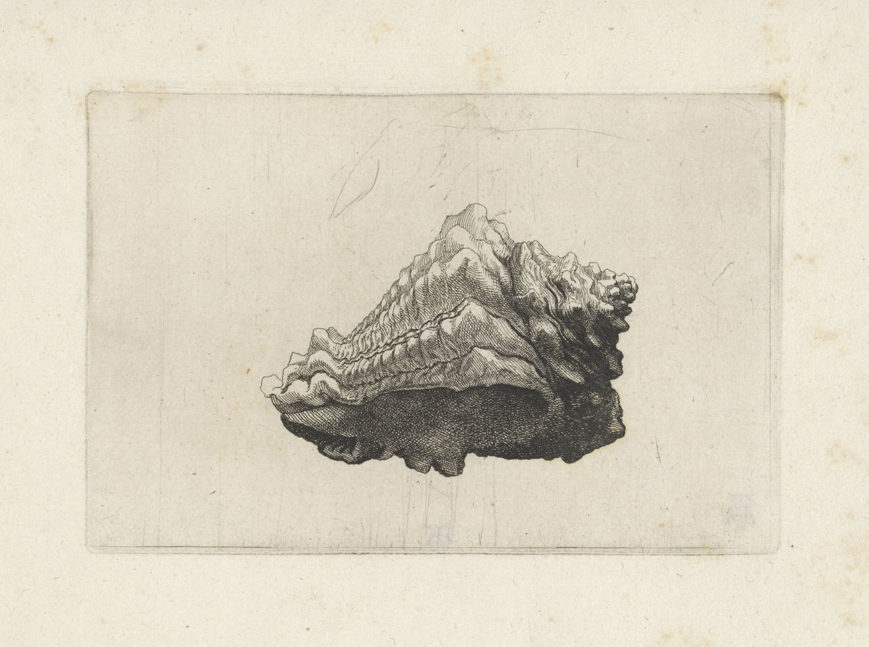 Shell, vasum muricatum born Shells (název série) od Wenceslaus Hollar