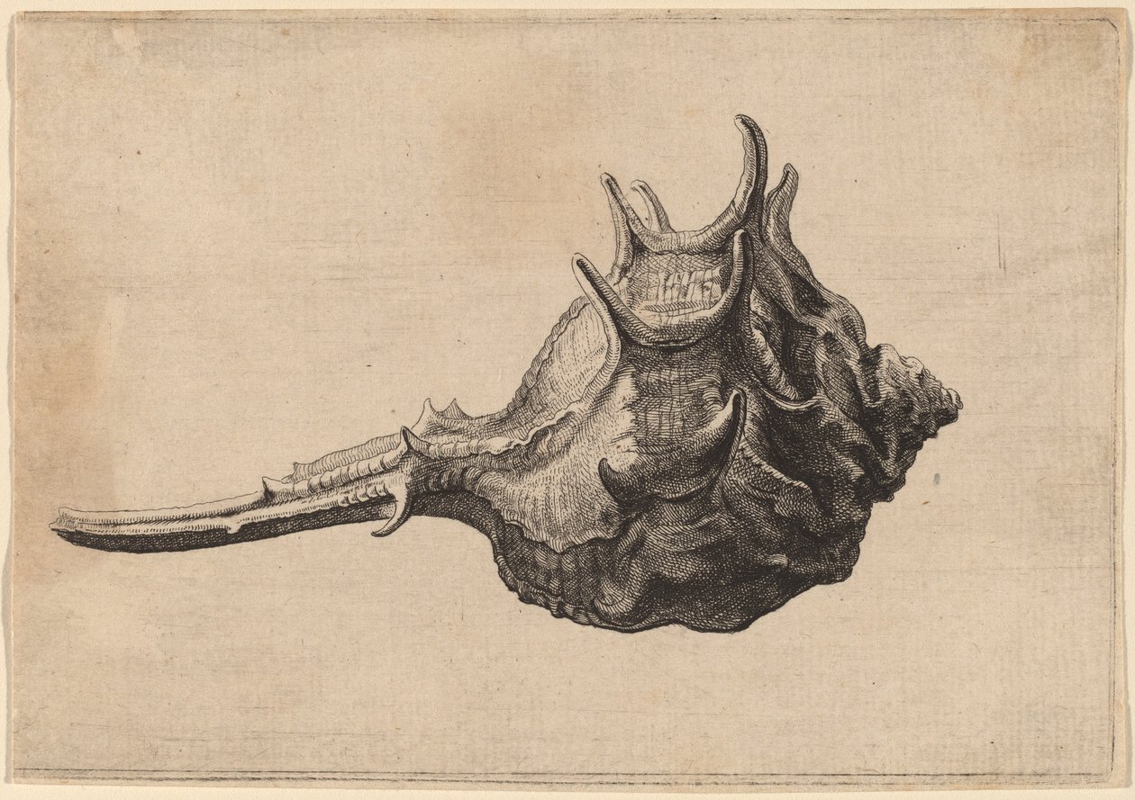 Shell (Murex brandaris) od Wenceslaus Hollar