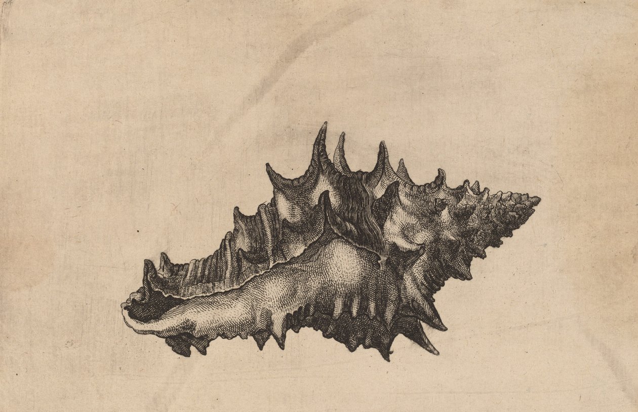 Shell Vasum ceramicum, c. 1645. od Wenceslaus Hollar