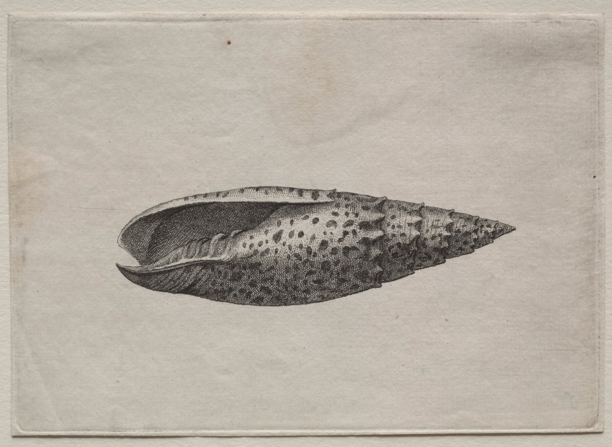 Mušle: Mitra papalis L, c. 40. léta 17. století. od Wenceslaus Hollar