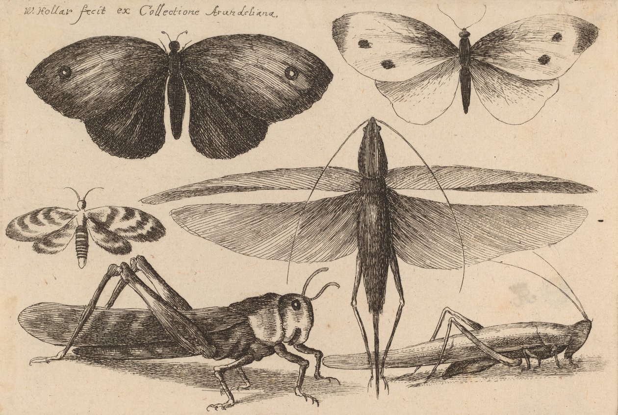 Šest hmyzu, 1646. od Wenceslaus Hollar