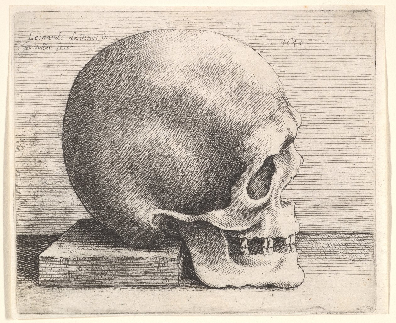 Lebka z profilu vpravo, 1645. od Wenceslaus Hollar