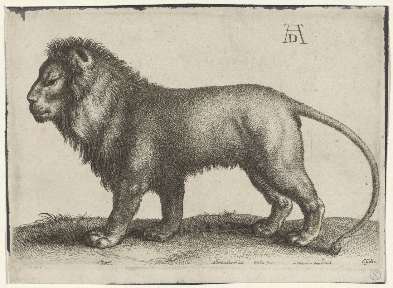 stojící lev od Wenceslaus Hollar
