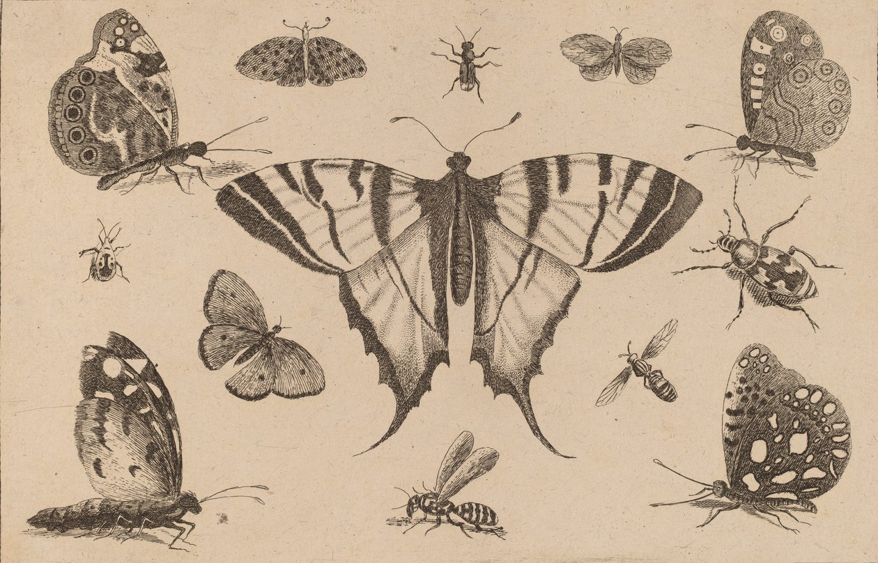 Motýl vlaštovčí a dalších dvanáct hmyzu. od Wenceslaus Hollar
