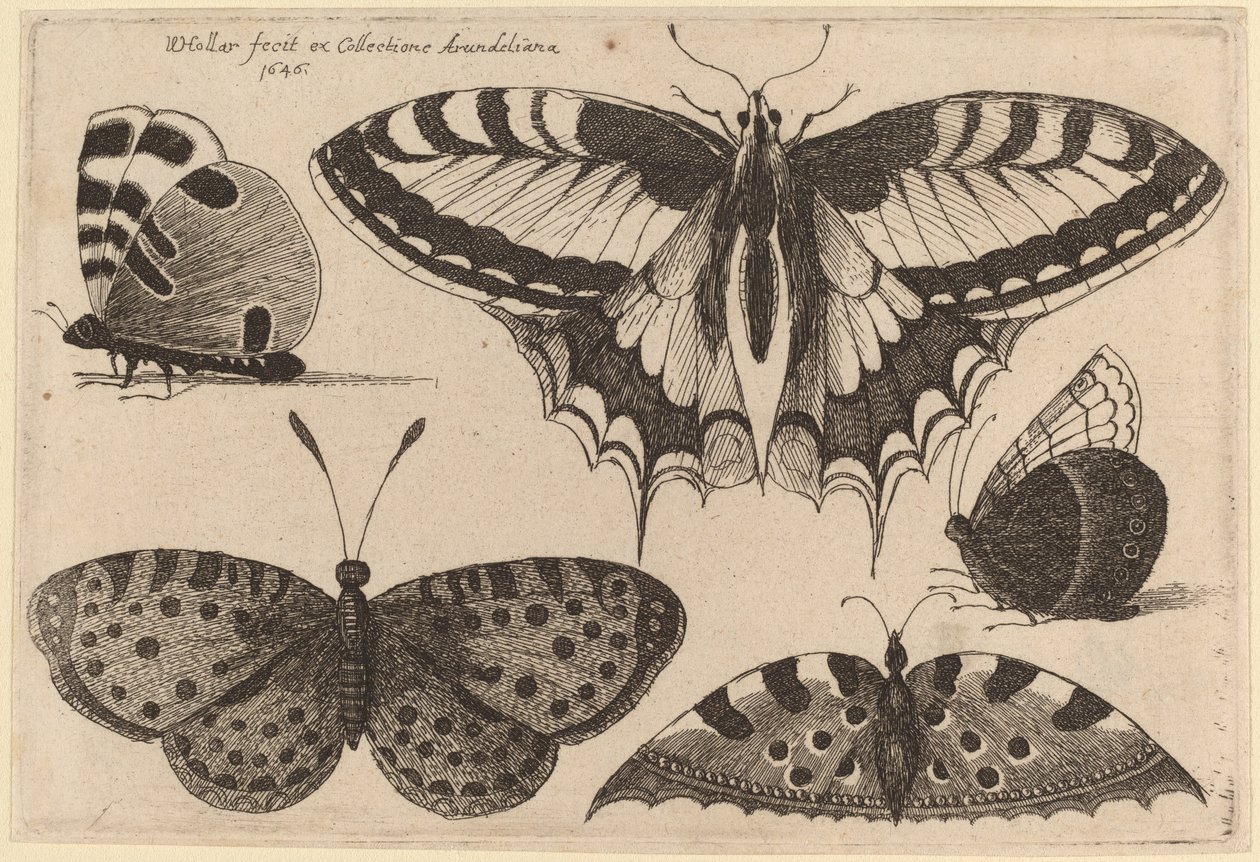 Tři motýli a dva můry od Wenceslaus Hollar