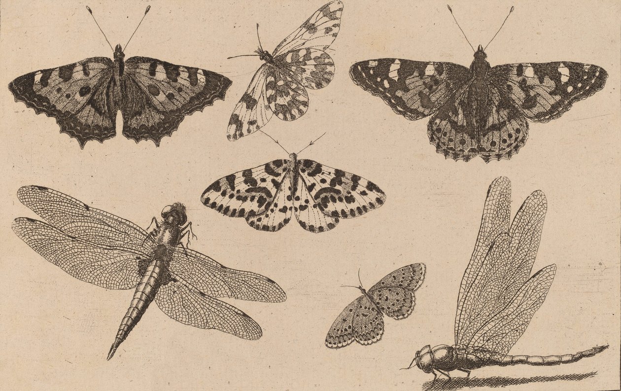 Dvě vážky a pět motýlů. od Wenceslaus Hollar