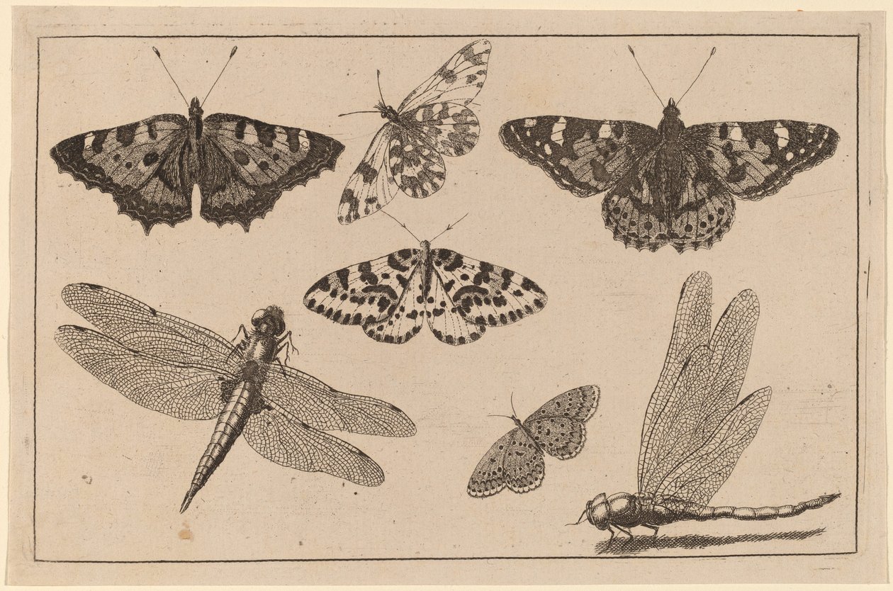 Dvě vážky a pět motýlů od Wenceslaus Hollar