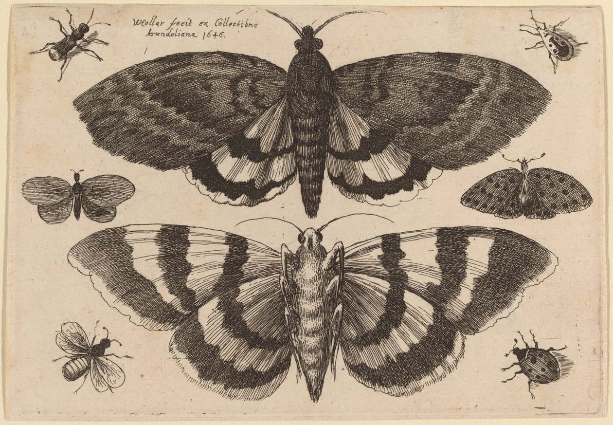 Dva můry a šest hmyzu od Wenceslaus Hollar