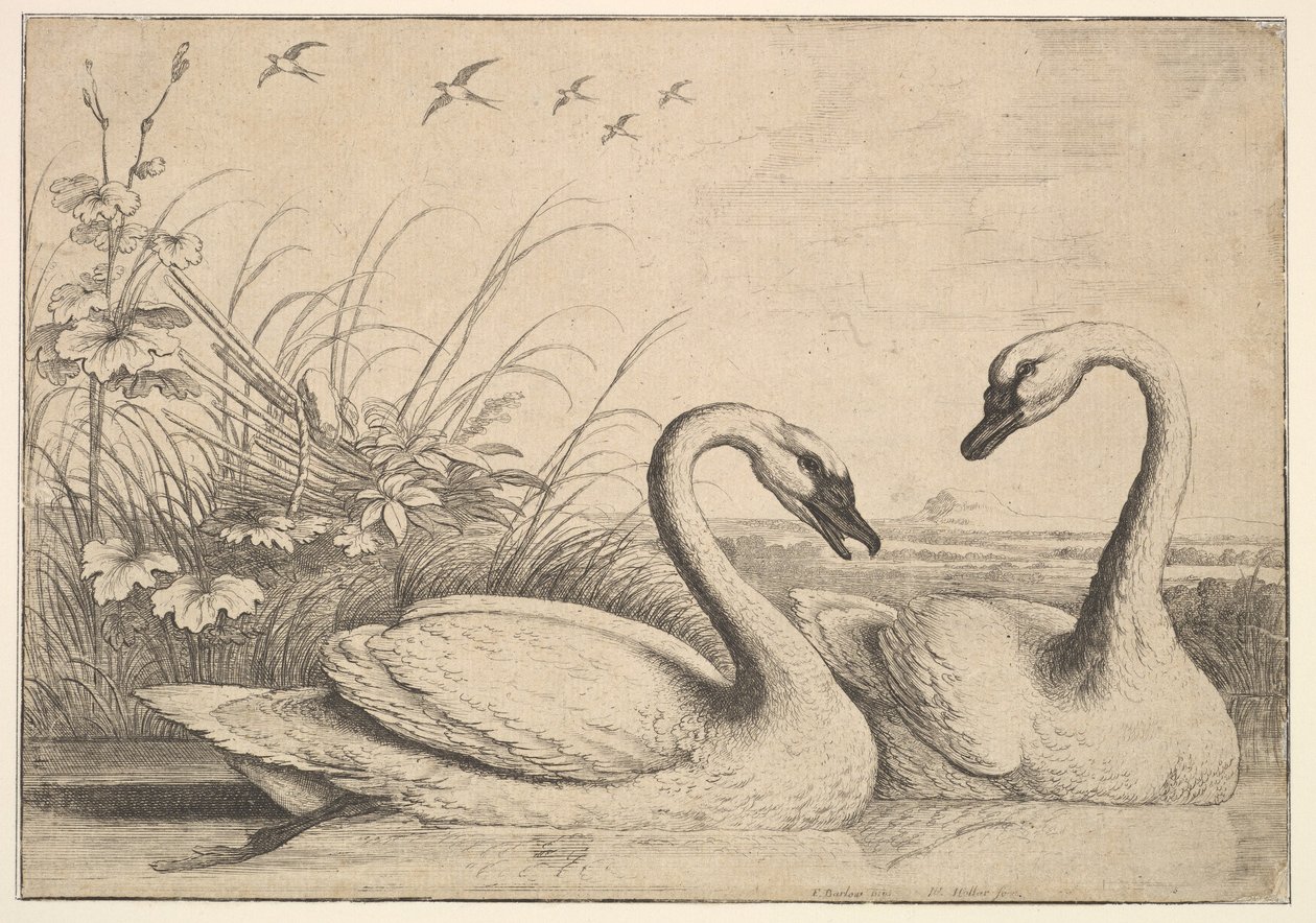 Dvě labutě, 1654-58. od Wenceslaus Hollar