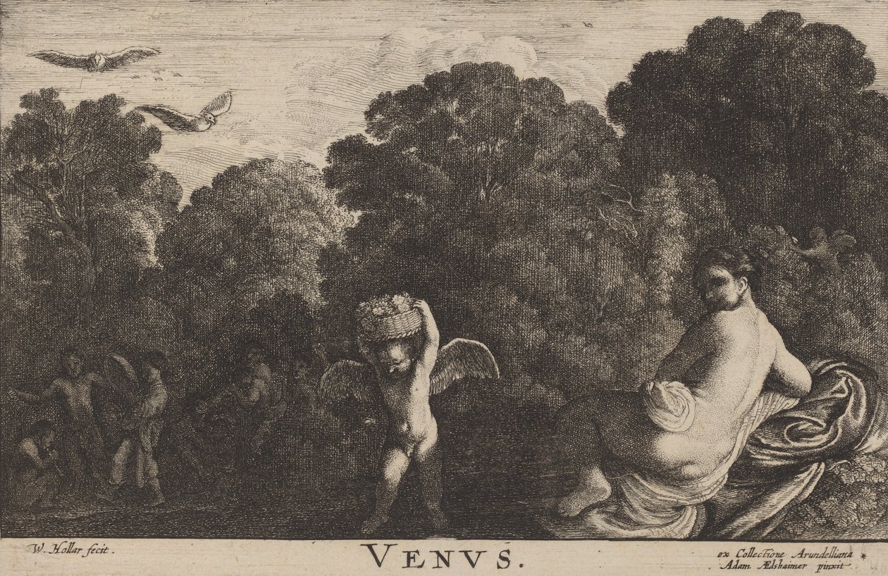 Venuše. od Wenceslaus Hollar