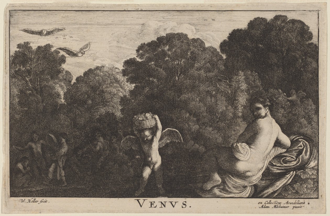 Venuše od Wenceslaus Hollar