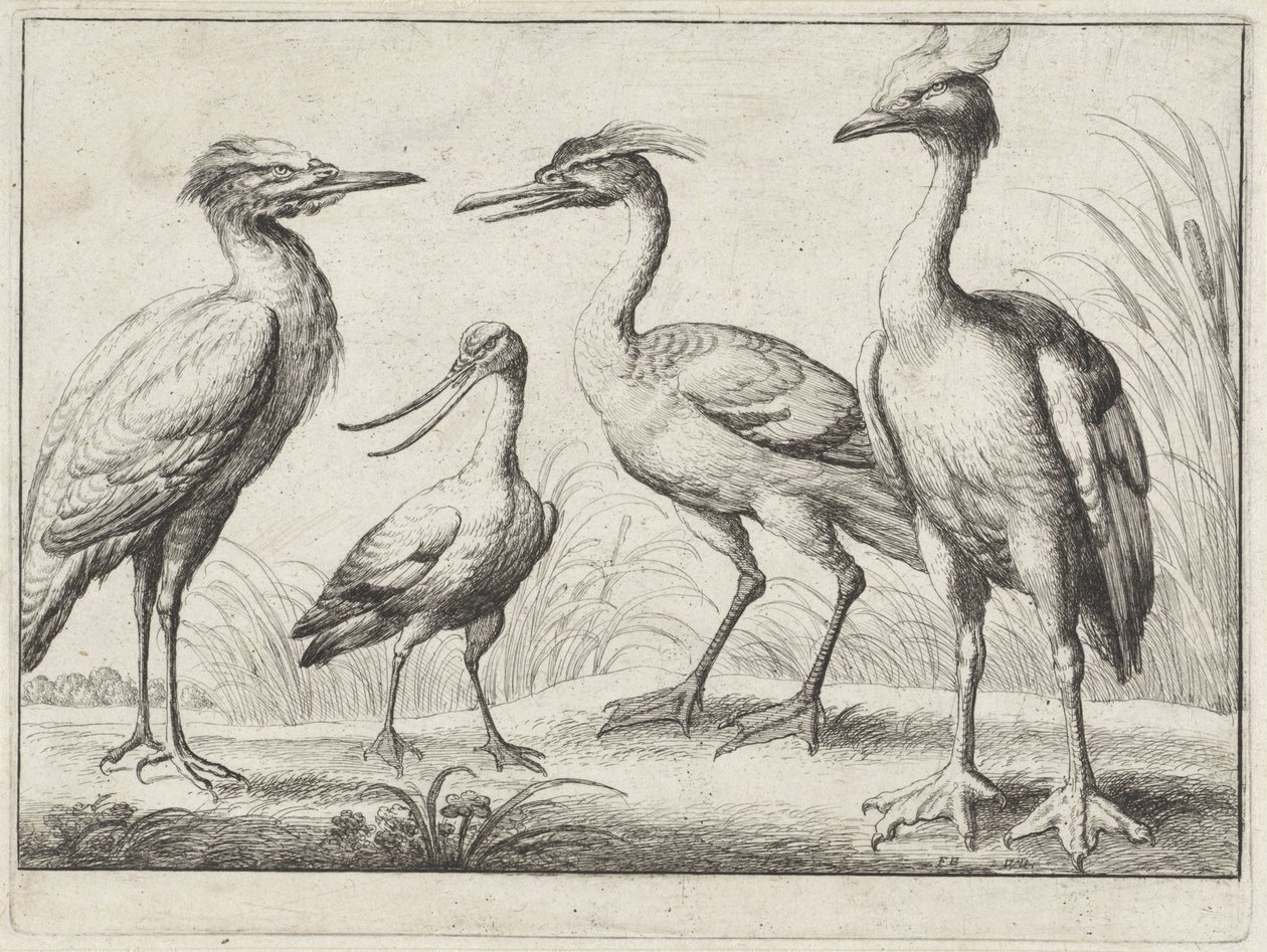 Čtyři brodiví ptáci Různí ptáci (název série) od Wenceslaus Hollar