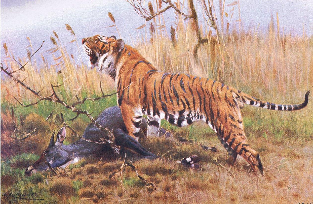 Tiger, z Wildlife of the World vydané Frederick Warne & Co, c.1900 od Wilhelm Kuhnert