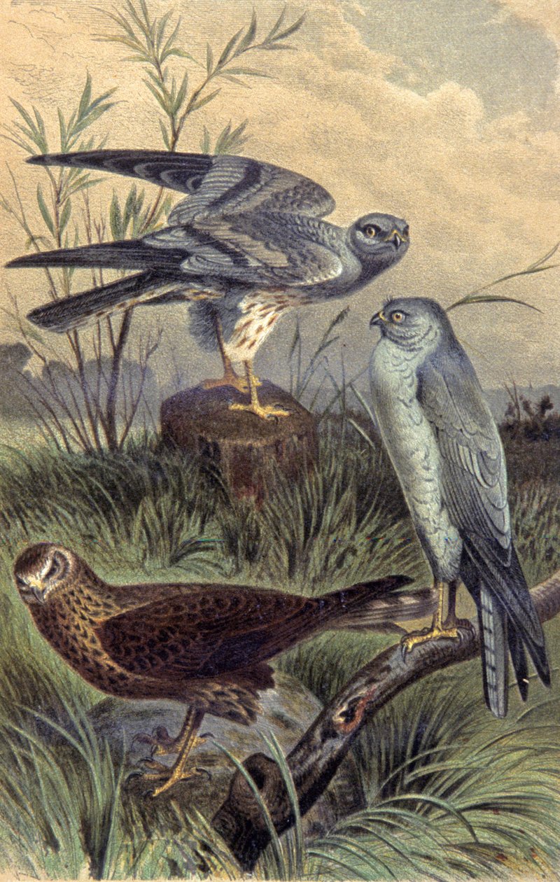 Harriers, n. 1910 (kuva) od Wilhelm Kuhnert