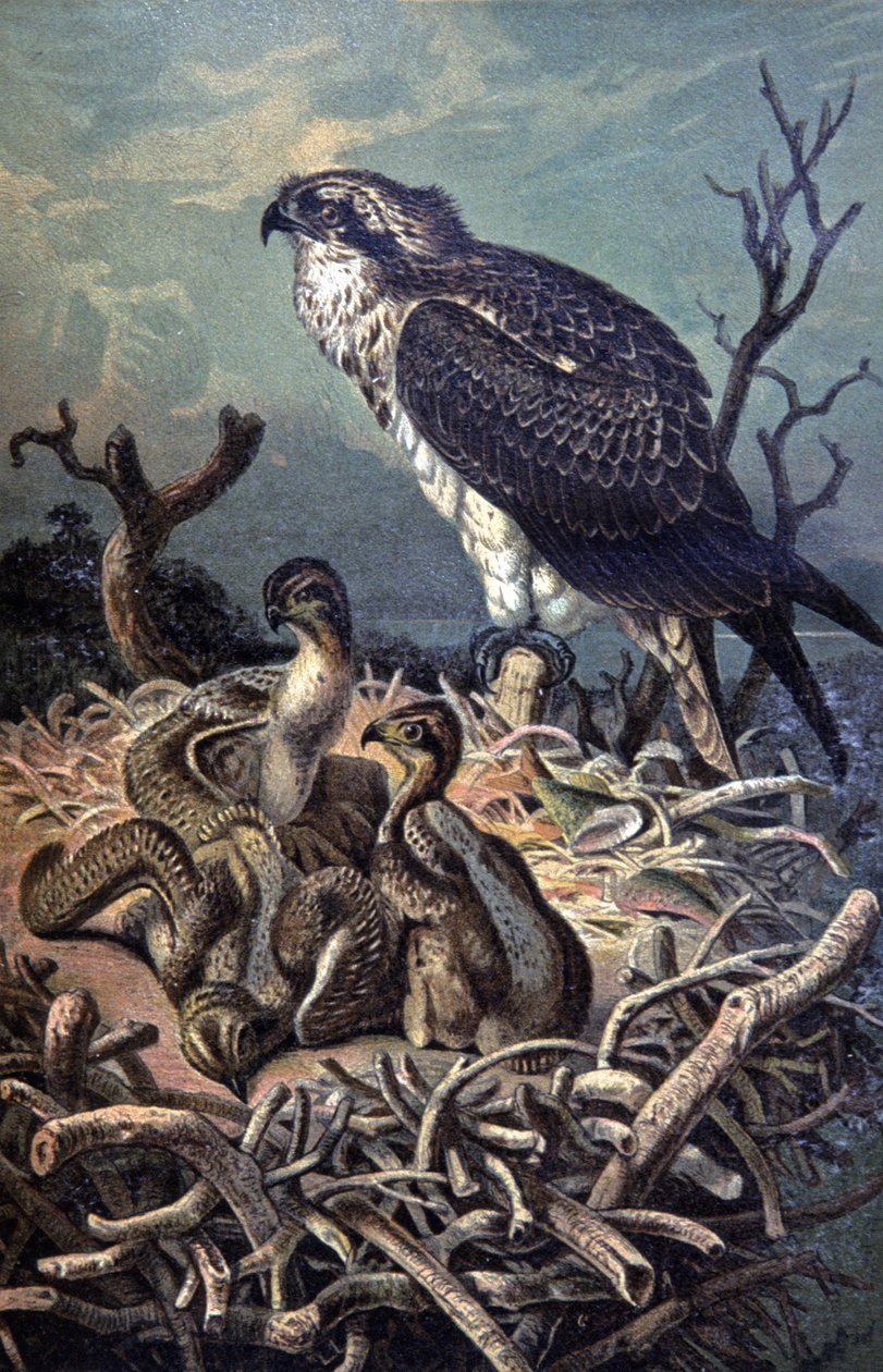 Osprey, n. 1910 (kuva) od Wilhelm Kuhnert